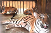 Pilikula Biological Park’s tigress Rani gives birth to two cubs, total count reaches 10